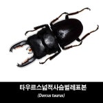 타우르스넓적사슴벌레표본-Dorcus taurus : BABURMART바부르마트