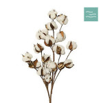 마타바 NO-39 코튼블라썸 스위스 지보단 프래그런스오일 1L 향료 원액 : 마타바코리아