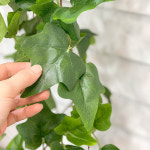 아이비 바인 부쉬 (130cm) : 플레르데코