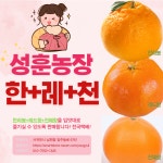 [성훈 농장]제주 한레천 한라봉+레드향+천혜향 혼합 고급 선물용(5kg/10kg) : 성훈 농장