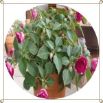 임파첸스/서양봉선화/Impatiens/대즐러/뉴기니아/꽃화분/12cm포트분 : 행복한정원
