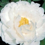 목단(모란) 3년생 개화주 W-29  세츠게츠카  18CM 사각포트   목단 묘목  모란꽃  부귀화  목단 꽃   흰꽃  화이트꽃  겹꽃나무 : 꽃보러가자