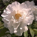 목단(모란) 3년생 개화주 W-29  세츠게츠카  18CM 사각포트   목단 묘목  모란꽃  부귀화  목단 꽃   흰꽃  화이트꽃  겹꽃나무 : 꽃보러가자