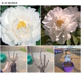 목단(모란) 3년생 개화주 W-29  세츠게츠카  18CM 사각포트   목단 묘목  모란꽃  부귀화  목단 꽃   흰꽃  화이트꽃  겹꽃나무 : 꽃보러가자