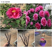 목단(모란) 3년생 개화주 V-24  시쿄우덴  18CM 사각포트   목단 묘목  모란꽃  부귀화  목단 꽃   보라꽃   겹꽃나무 : 꽃보러가자