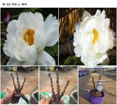 목단(모란) 3년생 개화주 W-23  키코 노 마이  18CM 사각포트   목단 묘목  모란꽃  부귀화  목단 꽃   흰꽃  화이트꽃  겹꽃나무 : 꽃보러가자