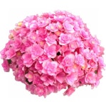 유럽 마크로필라 최신 수국13종 네덜란드산 수입 수국 노지월동 가능 플라워 개화주 : 서울 농원