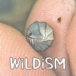 쿠바리스  판다킹 5마리 등각류 공벌레 : 와일디즘 WiLDiSM