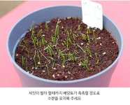 옥상텃밭만들기 집에서상추키우기 커피화분 베란다 채소 : 도토리다락방