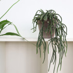 [립살리스 캣]실내공기정화식물 행잉플랜트 행잉식물895-1 : 플랜트 샵