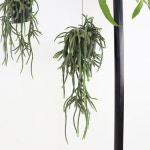[립살리스 캣]실내공기정화식물 행잉플랜트 행잉식물895 : 플랜트 샵