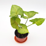 공기정화식물 싱고니움 골드올로션 식집사들의 플렌테이션 : 들꽃향기화원