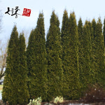 미측백 2년 포트 예약 : 세종원예농원