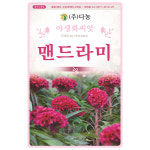 갑조네 맨드라미 씨앗 멘드라미 꽃씨앗 꽃씨 야생화 꽃밭 화단 맨드라미키우기 : 갑조네