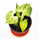 공기정화식물 싱고니움바틱 식집사들의 플렌테이션 : 들꽃향기화원