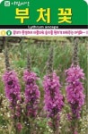 야생화 부처꽃 씨앗(50000립)(A0747) : 구삼팔육마켓