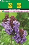 4대항암제 꿀풀 씨앗(10000립)(A0743) : 구삼팔육마켓