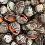 고흥 벌교 대꼬막 2kg 제철 꼬막 무침 : 산지직송 미르농수산