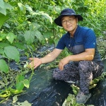단비농원 국내산 직접재배 유기농 바른하루 작두콩차 120g : 바른하루단비농원