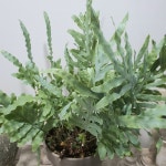 잎색이 아름다운 블루스타펀 블루스타고사리 특대품 (화분포함) 희귀식물 : 아름다운숨뜰