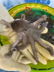 국내산 살아있는 서해안 제철 알쭈꾸미 알배기 활주꾸미 1kg 생물 : 목포낙지아가씨