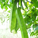 단비농원 국내산 직접재배 유기농 바른하루 작두콩차 120g : 바른하루단비농원