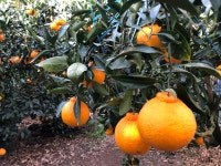 제주 서귀포 고당도 프리미엄 5k/10k 달콤 싱싱한귤 산아래농원 한라봉 사포냐귤 인담귤 : 열방마켓