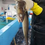 자연산 바다장어로 5시간 이상 푹 고와 만든 수제옛날장어탕 1000g (2-3인분) : 한려수도수산