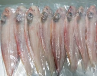 군산 특산품 박대 반건조 국내산박대,서대 중(27-30cm) 10마리 : 군산박대상회