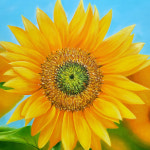 황금 해바라기 8 - 중형 유화 인테리어액자 돈들어오는그림 : 아트모션