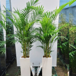 아레카야자 카페 사무실 개원 화분 배달 : 초록화원