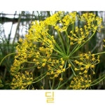 허브(Herb)/채소식물 딜 갈색플라스틱모종 4개 (L0269) : 구삼팔육마켓
