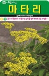 야생화 마타리 씨앗(1리터)(A0768) : 구삼팔육마켓