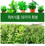 허브(Herb)/채소식물 허브식물50가지 화분 7개 (L0214) : 구삼팔육마켓