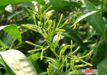 허브(Herb)/채소식물 야래향 갈색플라스틱모종 4개 (L0302) : 구삼팔육마켓