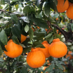 서귀포 천혜향 한라봉 레드향 제주 특산품 동문시장 제주도 기념품샵 : 제주가족상점