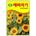 해바라기 씨앗 18립 : 유림오피스
