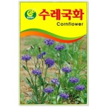 수레 국화 씨앗 40립 : 유림오피스
