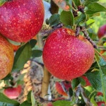 청정지역 기북 산또래 미안마 부사 : 기북산또래