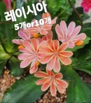 레이시아꽃-5개or10개/파스텔화사한 꽃색깔이 참으로 고운 : 꽃나라엘리스