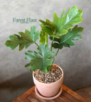 호프 셀렘 필로덴드론 셀렘, 이태리토분 공기정화식물 : Forest Floor