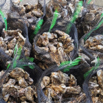 제철 맞은 싱싱한 고흥 석화 10kg 한망 : 산지직송 미르농수산