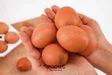 농부가바로팜 무항생제 동물복지 유정란 60구 신선계란 난각번호2번 : 해오름팜 숲속맑은유정란