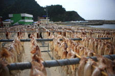 홈쇼핑 방영 후포항매일출 대아리조트 썬플라워크루즈 독도, 관음도포함 울릉도 2박3일 패키지 : 힐링투어라인