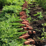 진심먹거리 친환경 제주유기농당근 흙 3kg 5kg : 진심농부 진심먹거리