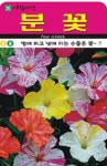 수줍은 분꽃 씨앗(200립)(A0639) : 구삼팔육마켓