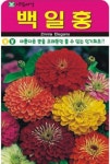 인기화초 백일홍 씨앗(1L)(A0658) : 구삼팔육마켓