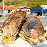 자연산 벚굴 제철 섬진강 바위 벗굴 대왕강굴 : 춘식이네농장