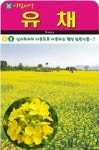 밀원식물 유채 씨앗(600g)(A0653) : 구삼팔육마켓