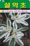 화려하고 아름다운 설악초 씨앗(30립)(A0722) : 구삼팔육마켓